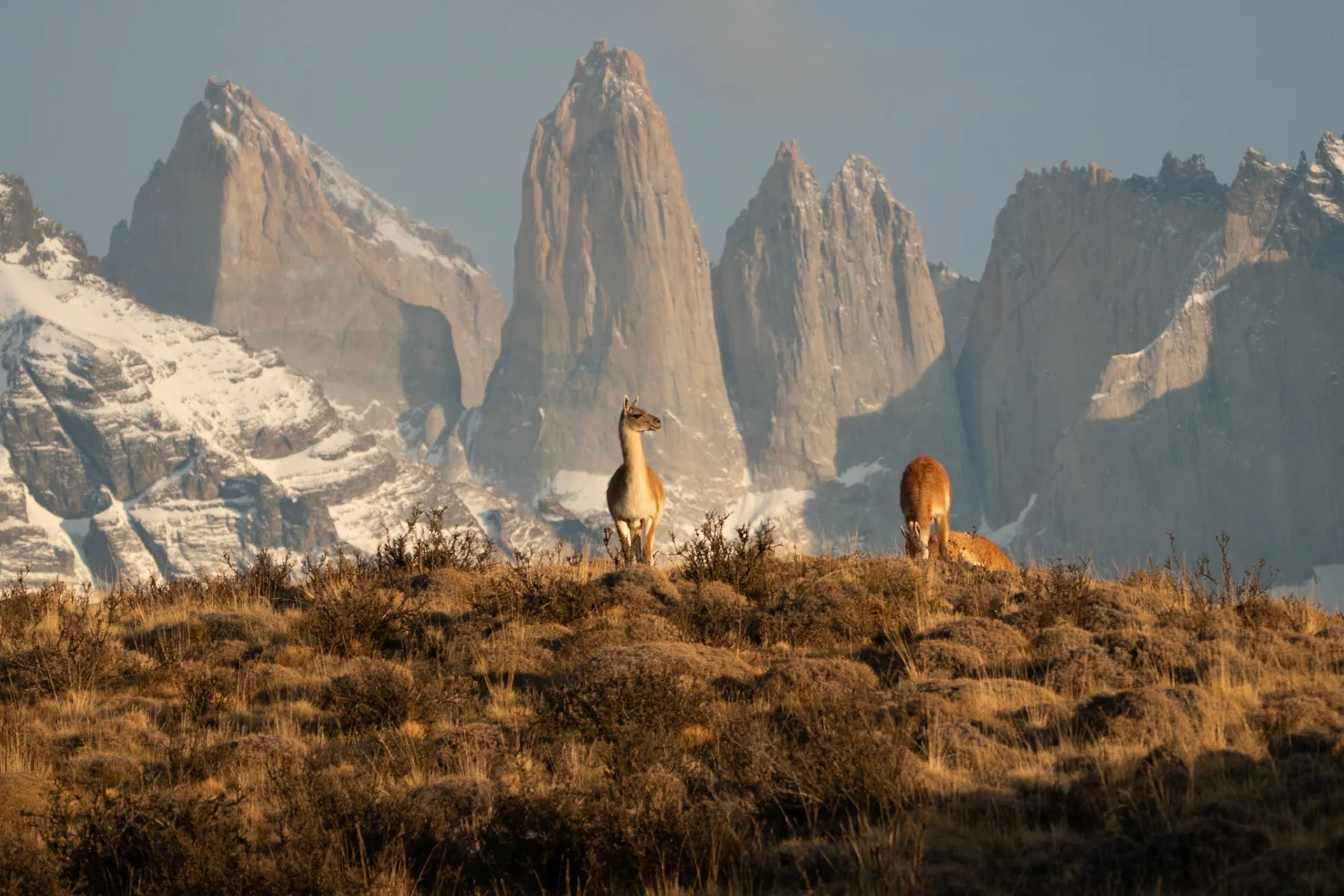 Guanacos junto a las Torres del Paine al amanecer