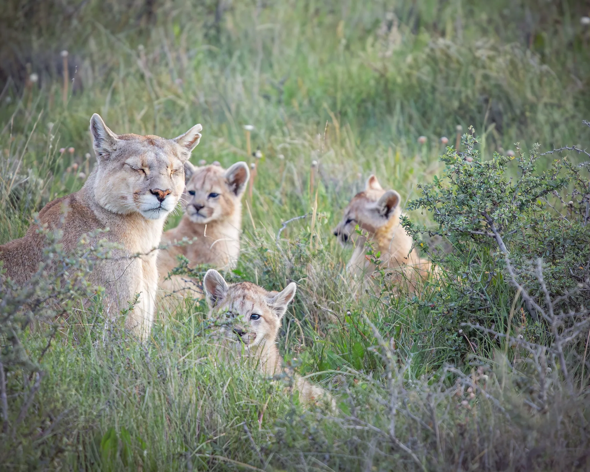 Puma en la estepa patagónica cerca de Torres del Paine