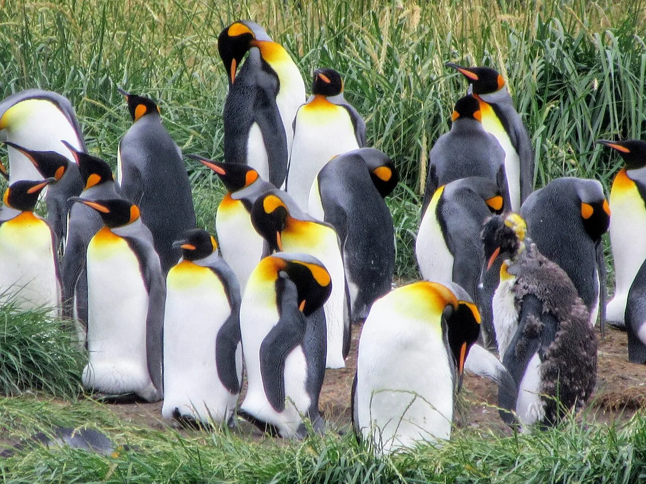Colonia de Pingüino Rey en Bahía Inútil, Tierra del Fuego